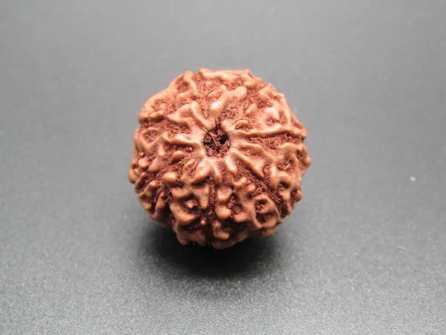 7 Mukhi Rudraksha