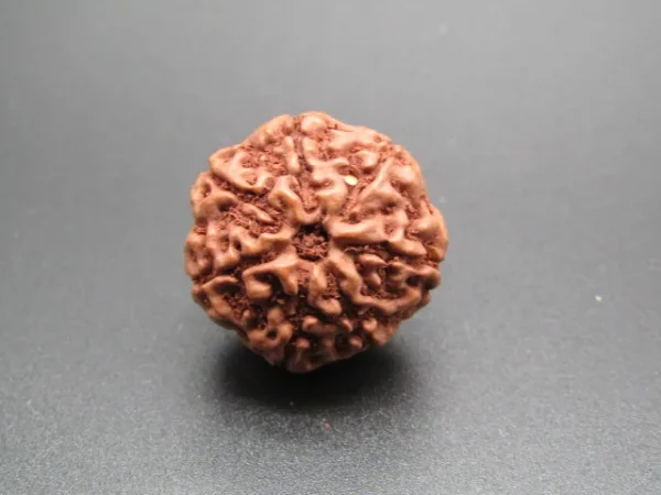 7 Mukhi Rudraksha