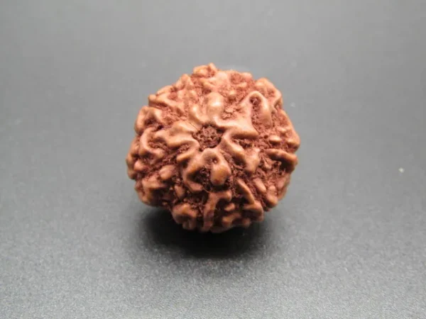 7 Mukhi Rudraksha