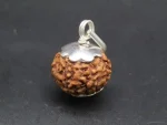 7 Mukhi Rudraksha