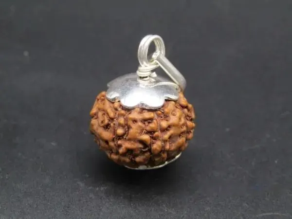 7 Mukhi Rudraksha