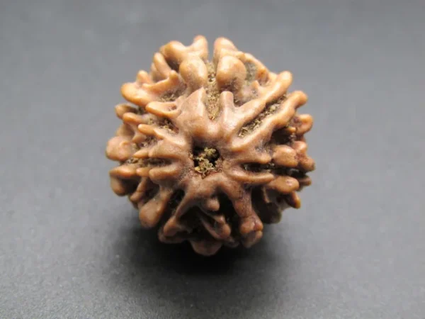 7 Mukhi Rudraksha