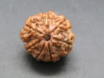 7 Mukhi Rudraksha