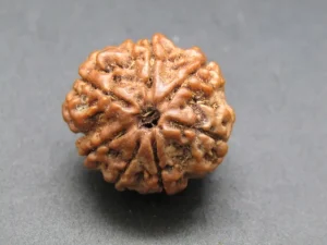 7 Mukhi Rudraksha