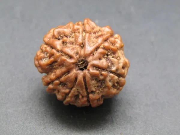 7 Mukhi Rudraksha
