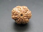 7 Mukhi Rudraksha