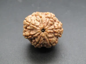 7 Mukhi Rudraksha