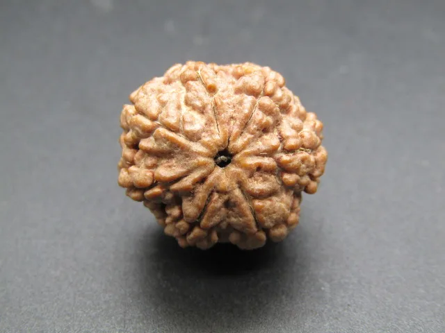 7 Mukhi Rudraksha