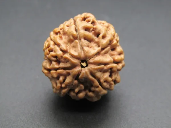 7 Mukhi Rudraksha