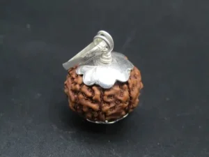 7 Mukhi Rudraksha
