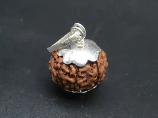 7 Mukhi Rudraksha
