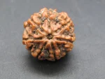 7 Mukhi Rudraksha