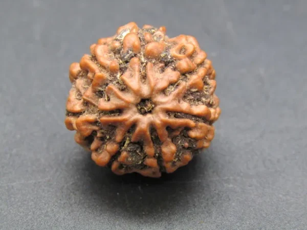 7 Mukhi Rudraksha