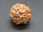 7 Mukhi Rudraksha