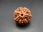 7 Mukhi Rudraksha