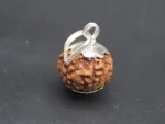 7 Mukhi Rudraksha