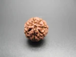 7 Mukhi Rudraksha