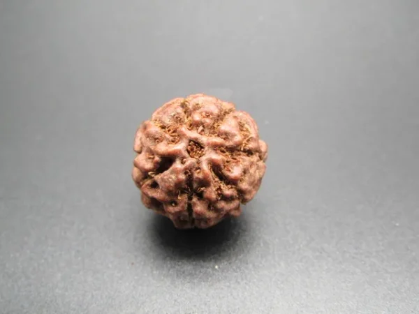 7 Mukhi Rudraksha