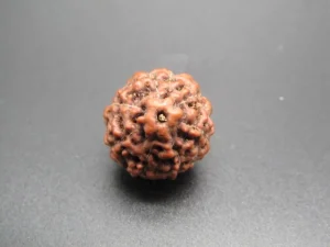 7 Mukhi Rudraksha