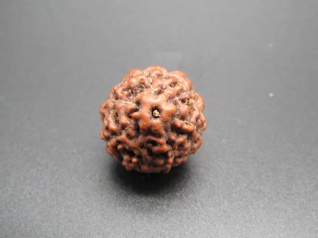 7 Mukhi Rudraksha