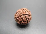 7 Mukhi Rudraksha