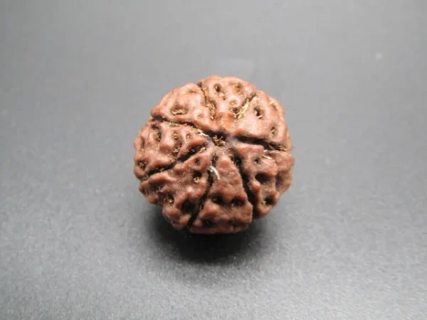 7 Mukhi Rudraksha