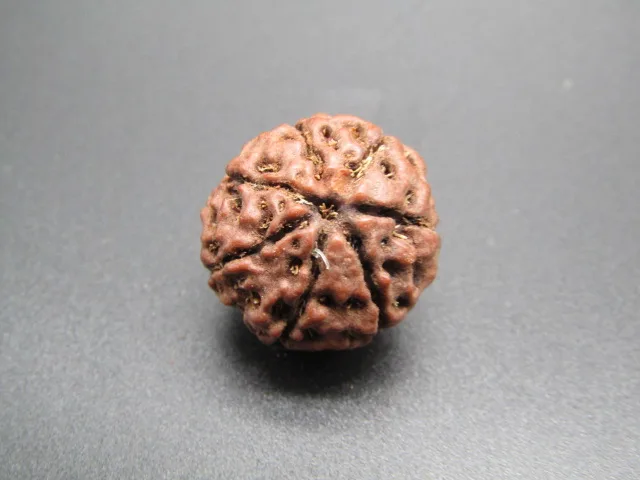 7 Mukhi Rudraksha