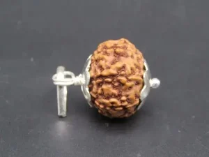 7 Mukhi Rudraksha