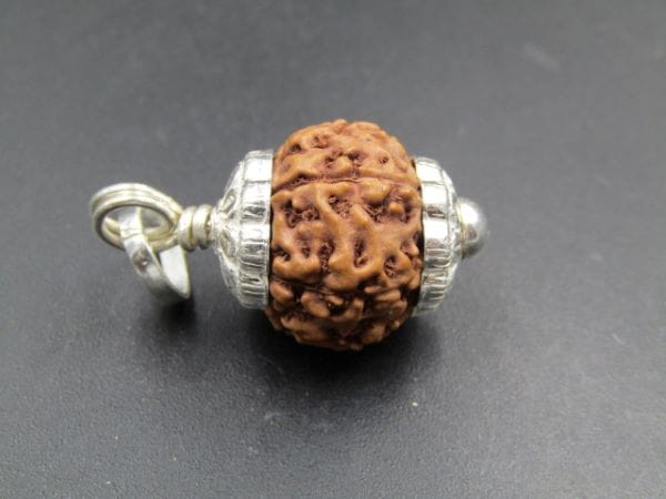 7 Mukhi Rudraksha