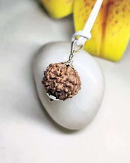 7 Mukhi Rudraksha