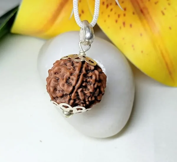 7 Mukhi Rudraksha