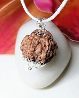 7 Mukhi Rudraksha