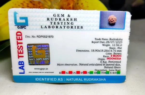 8 Mukhi Certificate