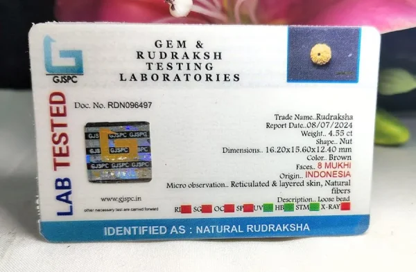8 Mukhi Certificate
