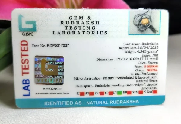 8 Mukhi Certificate