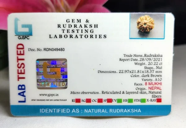8 Mukhi Certificate