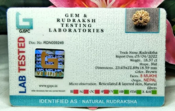 8 Mukhi Certificate