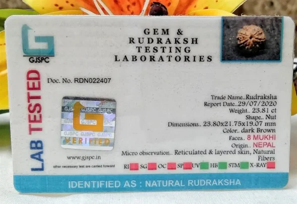 8 Mukhi Certificate