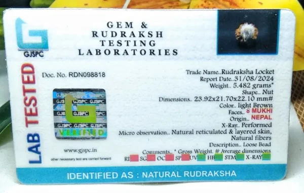 8 Mukhi Certificate