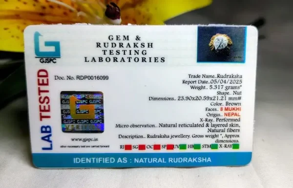 8 Mukhi Certificate