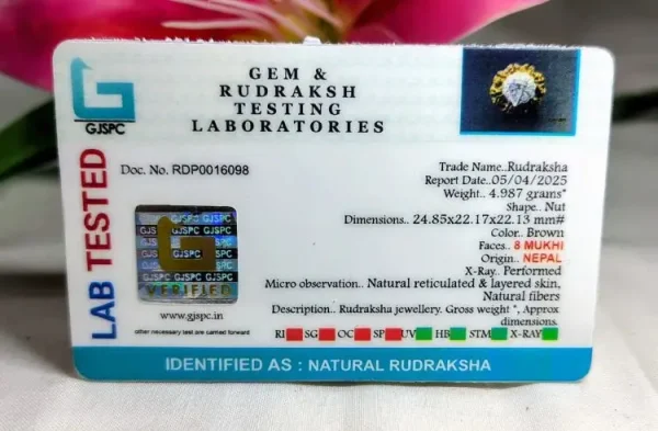 8 Mukhi Certificate
