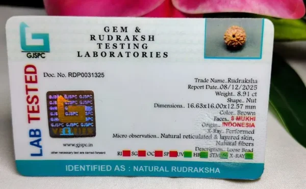 8 Mukhi Certificate