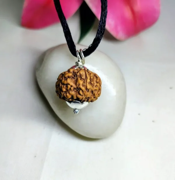 8 Mukhi Rudraksha