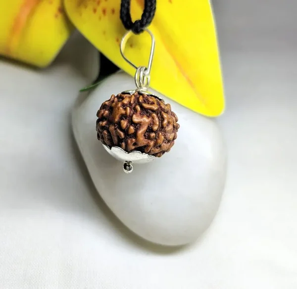 8 Mukhi Rudraksha