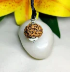 8 Mukhi Rudraksha