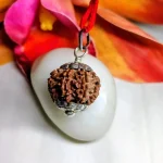 8 Mukhi Rudraksha