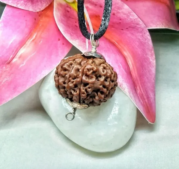 8 Mukhi Rudraksha