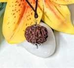 8 Mukhi Rudraksha