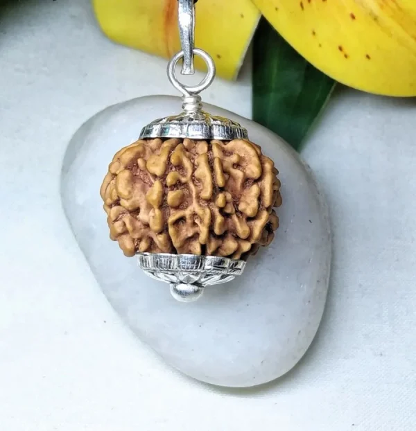 8 Mukhi Rudraksha