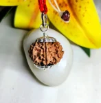 8 Mukhi Rudraksha